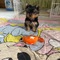 2 disponible cachorros de yorkshire terrier