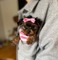 3 1disponible cachorros de yorkshire terrier