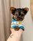 4 disponible cachorros de yorkshire terrier