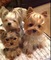 5 disponible cachorros de yorkshire terrier