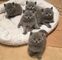 Adorables gatitos british shorthair listos +34610139634