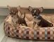 Cbm chihuahua mini toy disponibles para adopción(+34634683995)