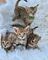 Gatitos savanna disponibles +34610139634