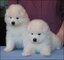 Guadalajara regalo cachorros samoyedo