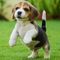 Hgs regalo lindo beagle cachorros 40ghvhd