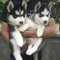 Husky whatsapp : +34633131547