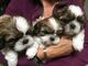 Melilla regalo cachorros shih tzu