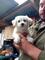 Preciosos cachorros(((((+34613861799)maltes para adopción
