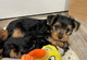 Preciosos cachorros(((+34613861799)yorkshire para adopción