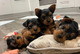 Preciosos cachorros(((+34613861799)yorkshire para adopción