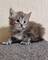 Regalio preciosa maine coon gatitos30