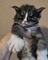 Regalio preciosa maine coon gatitos31