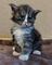 Regalio preciosa maine coon gatitos38