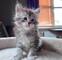Regalio preciosa maine coon gatitos5