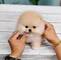 Regallo hermosa pomerania toy mini054