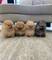 Regallo hermosa pomerania toy mini4