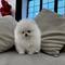 Regallo hermosa pomerania toy mini90