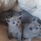 Regalo adorable azul ruso gatitos36