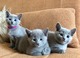 Regalo adorable azul ruso gatitos6