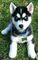 Regalo adorables cachorros de husky siberiano(+34610139634)