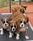 Regalo cachorros boxer de 12 semanas(+34610139634)