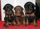 Regalo cachorros de doberman pinscher(+34610139634)
