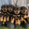 Regalo cachorros de rottweiler(+34610139634)