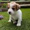 Regalo hermosa jack russell cachorros20
