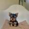 Regalo hermosa yorkshire mini toy cachorros13