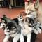 Regalo husky siberiano cachorros31