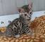 Regalo lindo bengali y bengala gatitos4