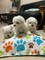 Regalo lindo bichon maltes toy cachorros 12