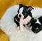 Regalo lindo boston terrier cachorros18