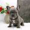 Regalo lindo bulldog frances cachorros11