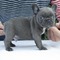 Regalo lindo bulldog frances cachorros9