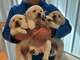 Regalo lindo labrador retriever cachorros16