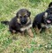 Regalo lindo pastor aleman cachorros31