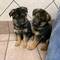 Regalo lindo pastor aleman cachorros9