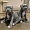 Regalo preciosa pitbull americano cachorros32