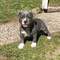 Regalo preciosa pitbull americano cachorros36