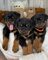 Regalo rottweilers cachorros3