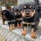 Regalo rottweilers cachorros31
