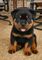 Sss regalo rottweilar disponibles para adopción(+34634683995)