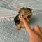 Cachorros yorkshire terrier en adopción