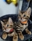 Gatito bengalí de raza pura en adopción(+34603939509)
