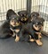 Hermosa y preciosos cachorros rottweiler(+34603939509)