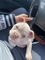 Jjjjjfswwq preciosa camada de american bully macho y hembra