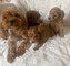 Oipreciosos cachorros(((+34613861799)maltipoo para adopción