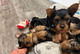 Preciosos cachorros(((+34613861799)yorkshire para adopción bn