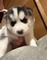 Preciosos cachorros(((+346613861799)husky para adopción 4